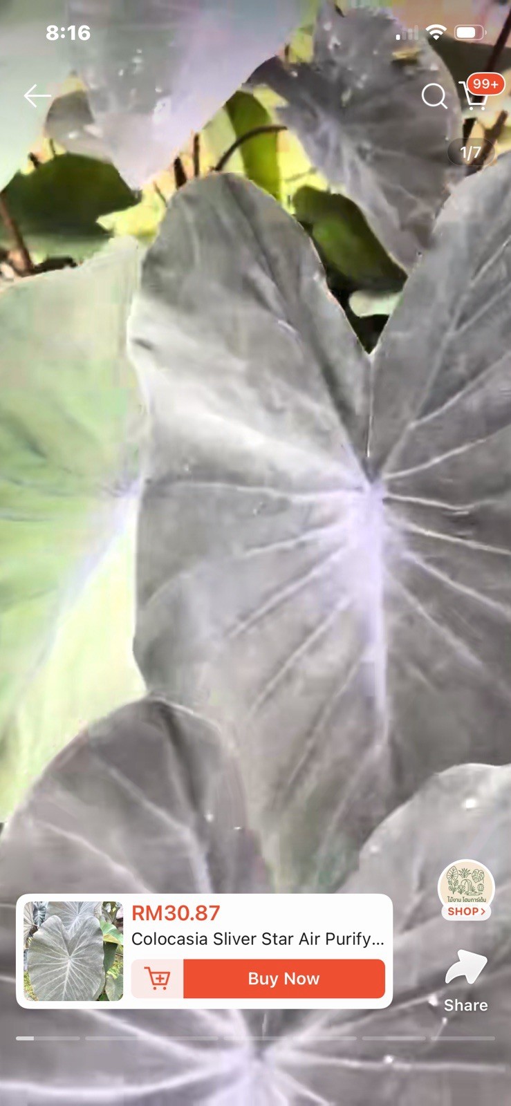 Authentic Silver Star Colocasia 1 bulb