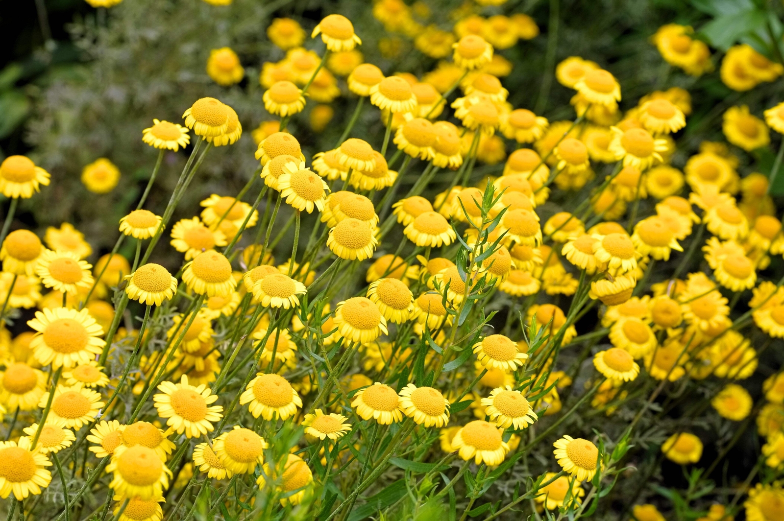 250 GOLDEN MARGUERITE DAISY Yellow Chamomile Anthemis Tinctoria Flower Seeds