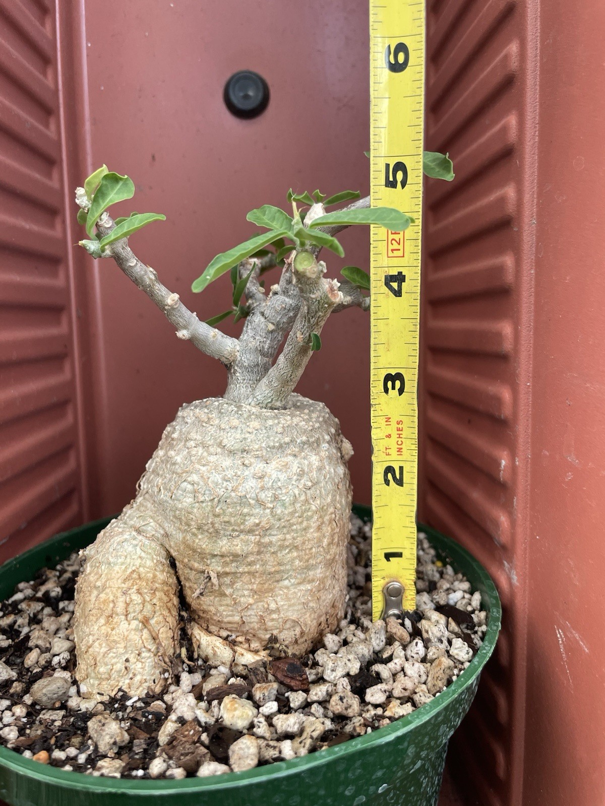 FOCKEA Edulis Live Succulent Plant Caudiciform Bonsai Tree Hottentot Bread Large