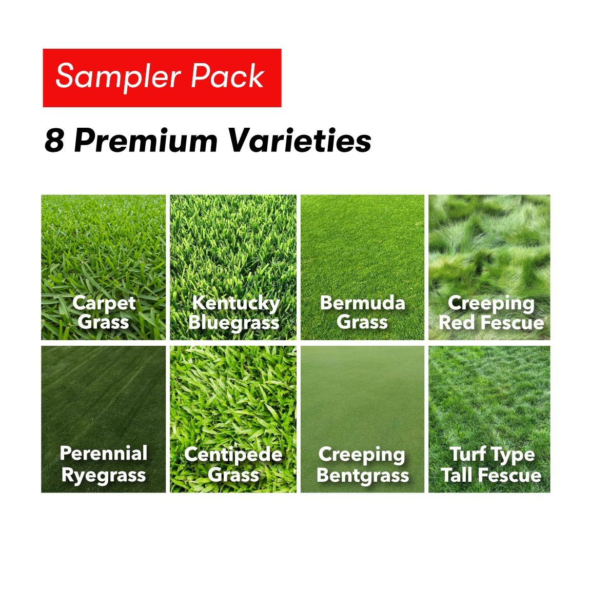 Lawn Grass Seeds Sampler Pack – Bermuda, Centipede, Rye, Bentgrass, 8 Varieties