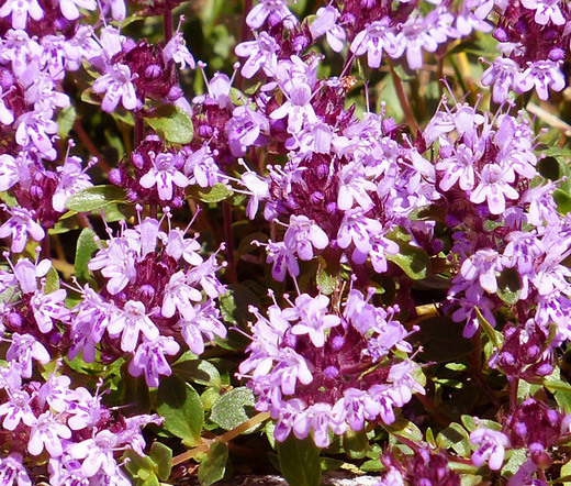 CREEPING THYME Thymus Serpyllum – 30,000 Bulk Seeds