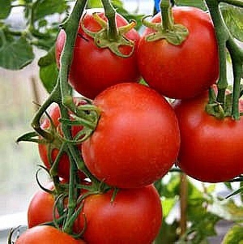 42 Day – Fastest Tomato in the World to Ripen! – +25 Seeds – Buy any 3, 10% off