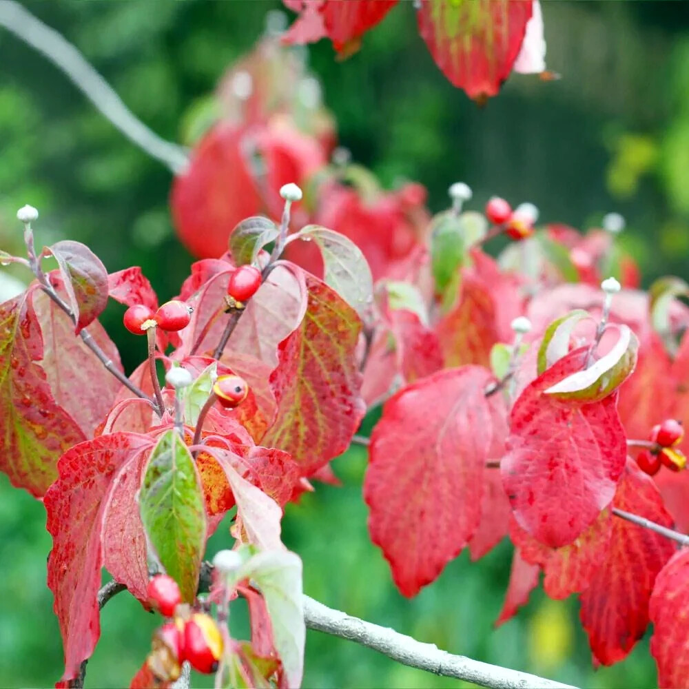 White American Flowering Dogwood Tree Seeds (Cornus florida) Fall Color, Hardy-5