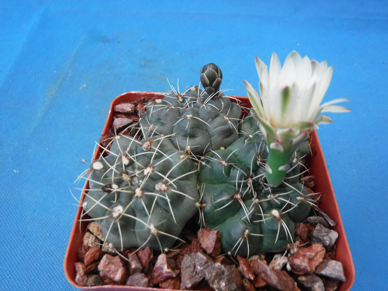 Gymnocalycium baldianum Cactus (3) Plants in 3.25″ Pot! Pink/Red/White FLOWERS!