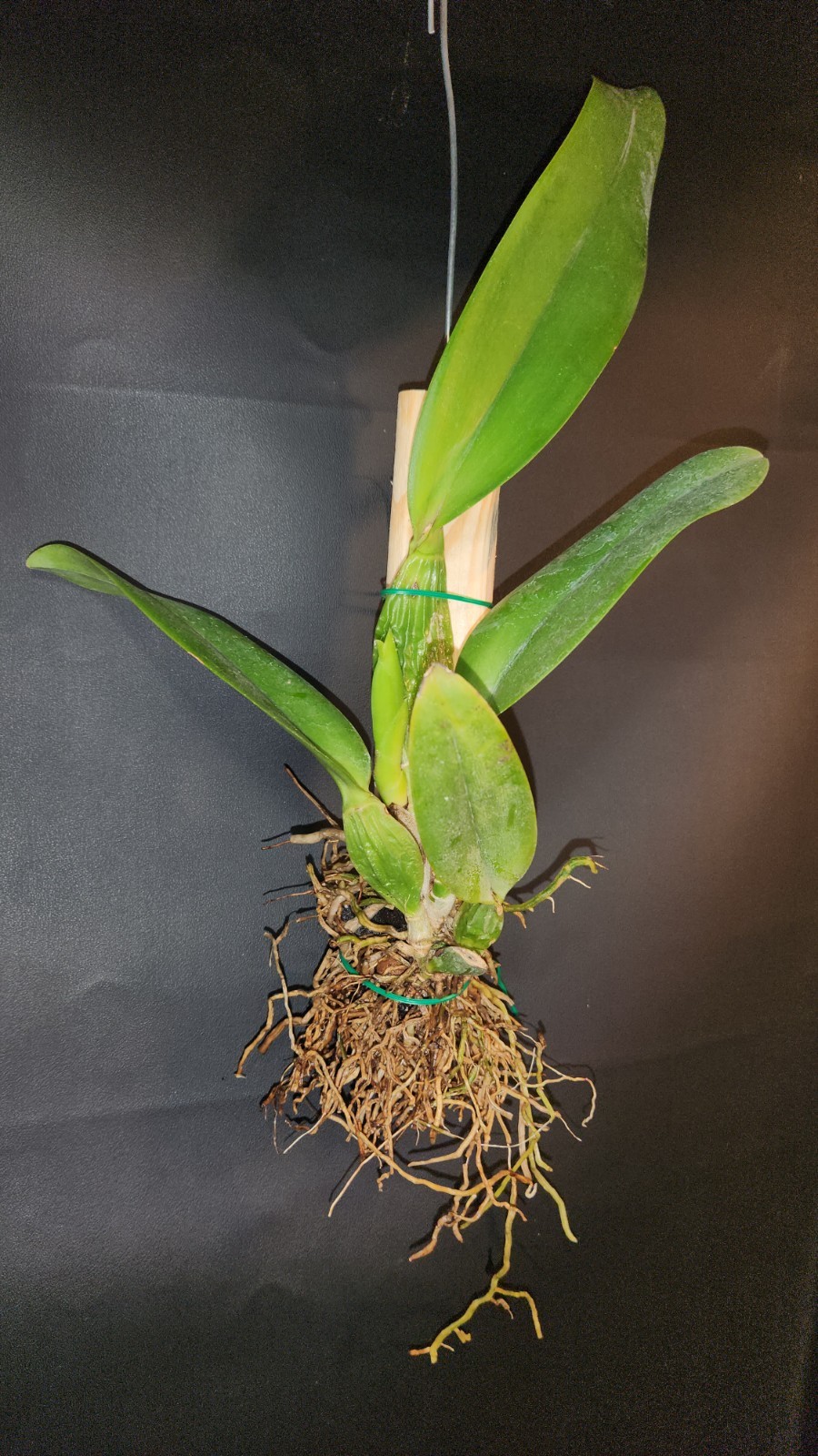 Rhyncholaeliocattleya Spanish Eyes X Laelia aurea ‘Sun’s Up’ Mounted Division