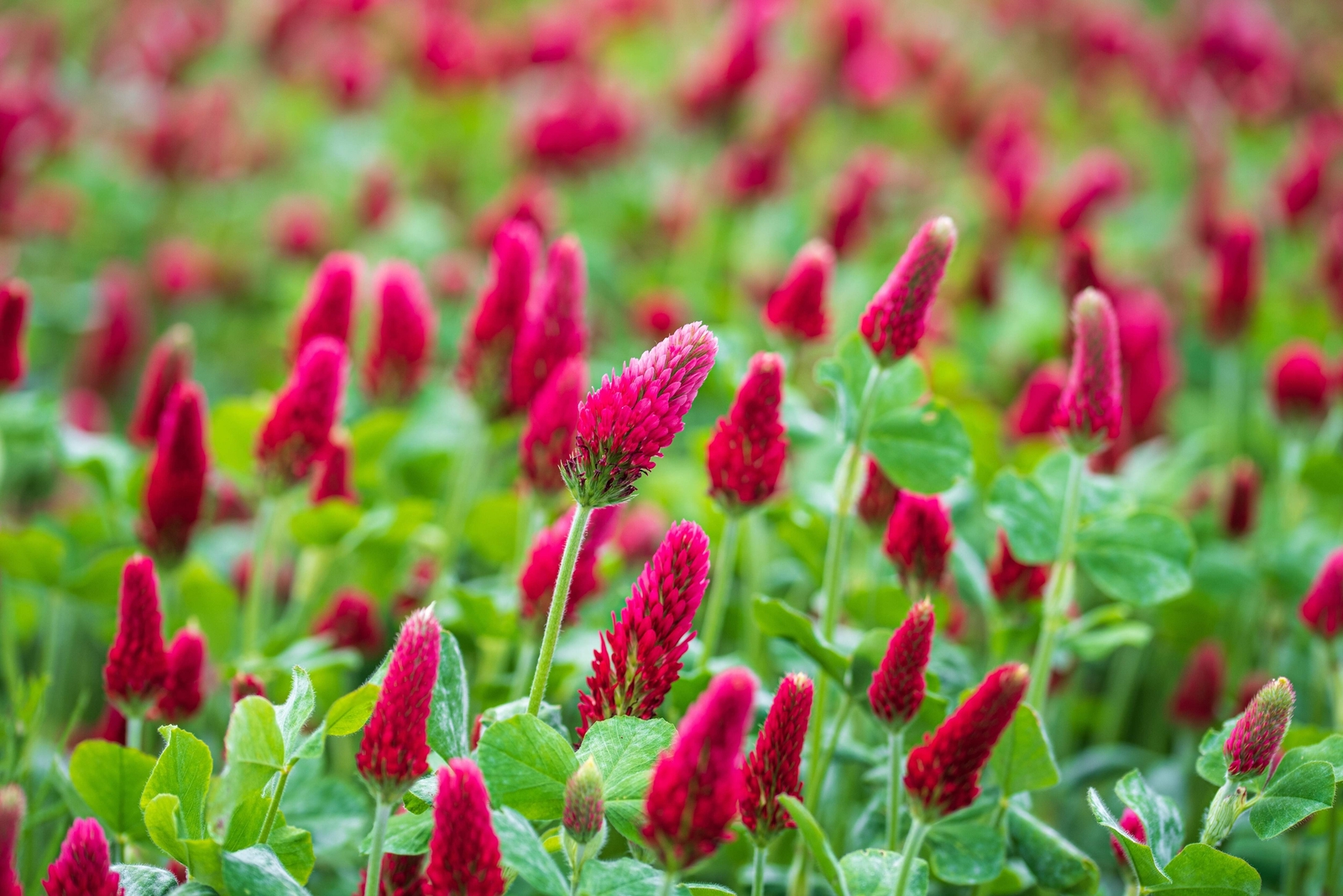 3000 CRIMSON CLOVER Carnation, French, Italian Trifolium Incarnatum Flower Seeds