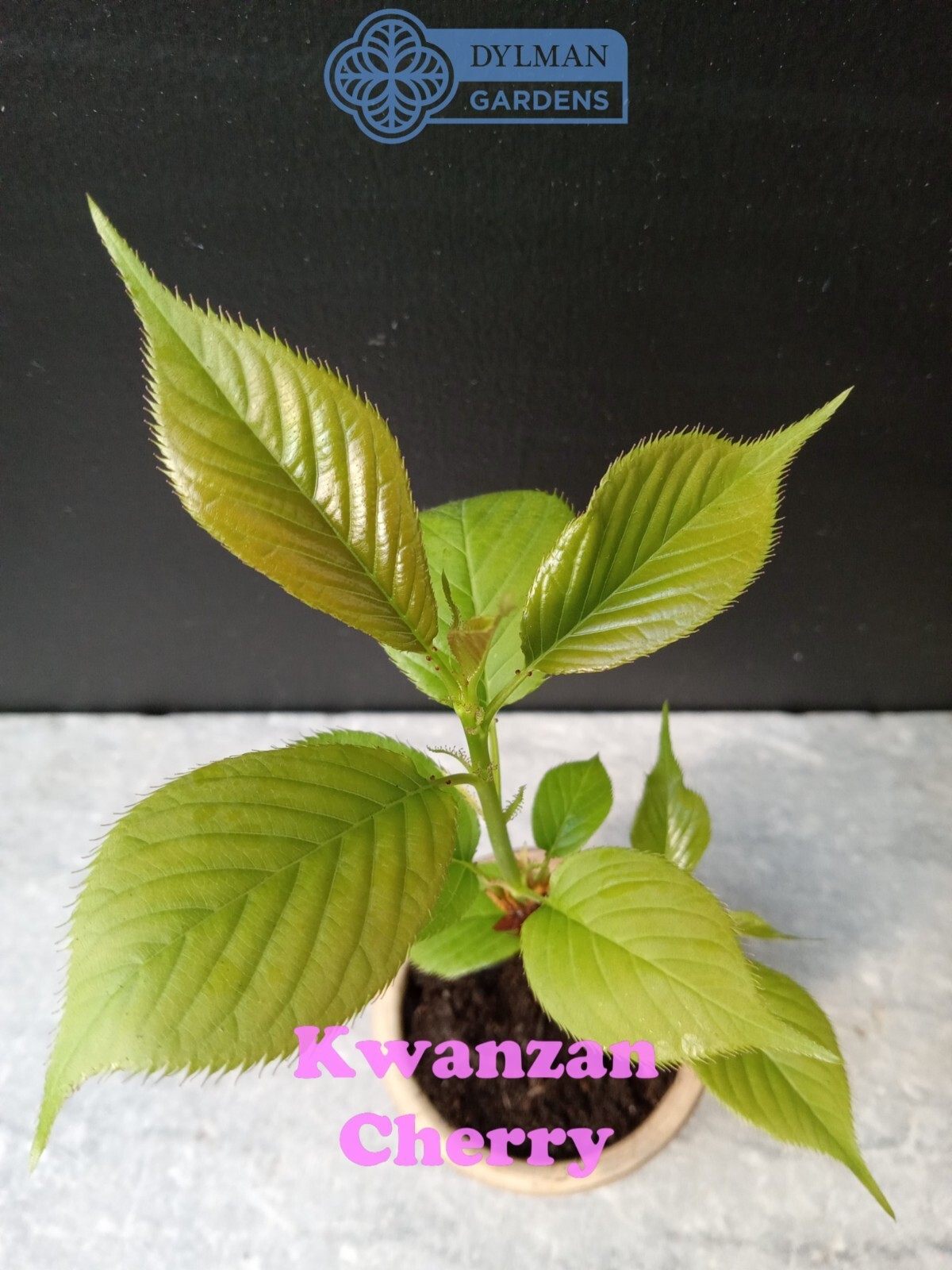 Kwanzan Cherry Tree (Prunus serrulata ‘Kwanzan’) Ornamental – Multiple Sizes