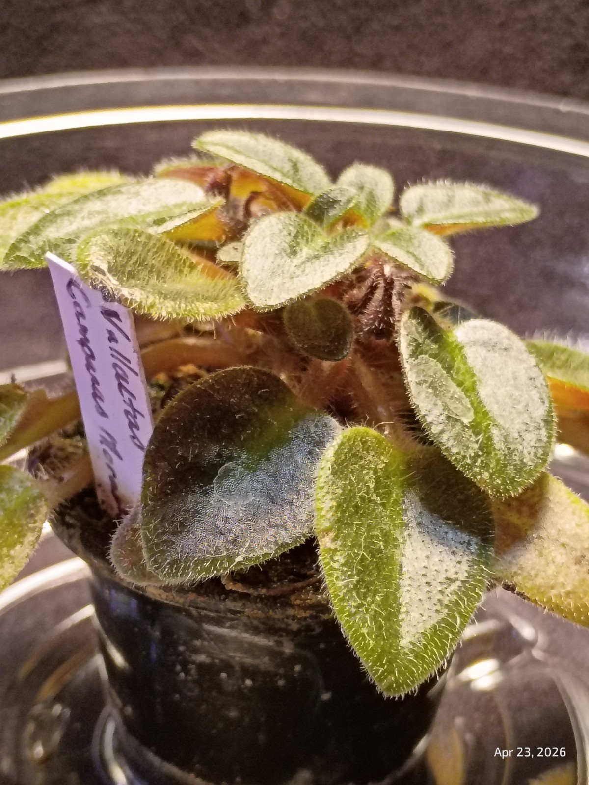 African Violet ~ Vallarta Campanas Moradas (Micro) ~ Live Plant