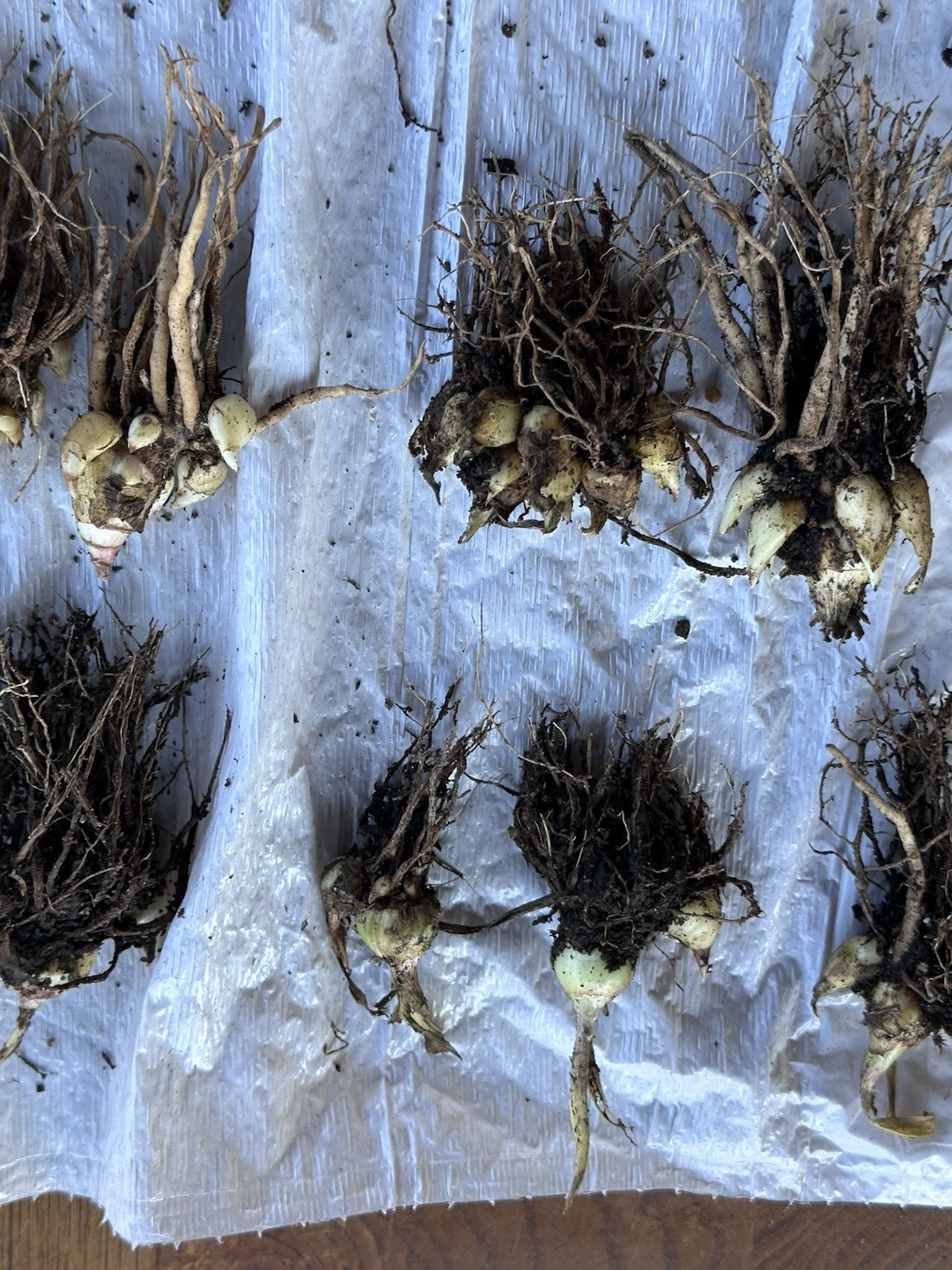 2 Clumps Tuberose, Bulbs 5+ Size Medium, Rooted &Sprouted Ready To Plant