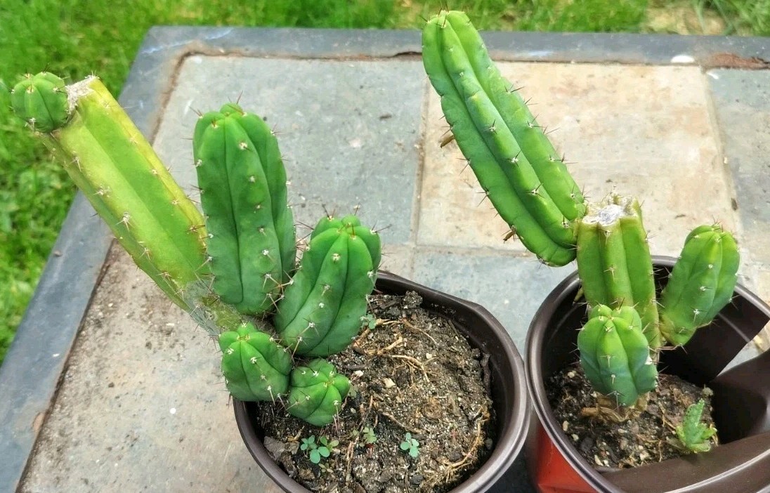 Sacred Cactus – Bridgesii Eileen X Wowie Lot Of Two ( Exact Cacti Pictured)