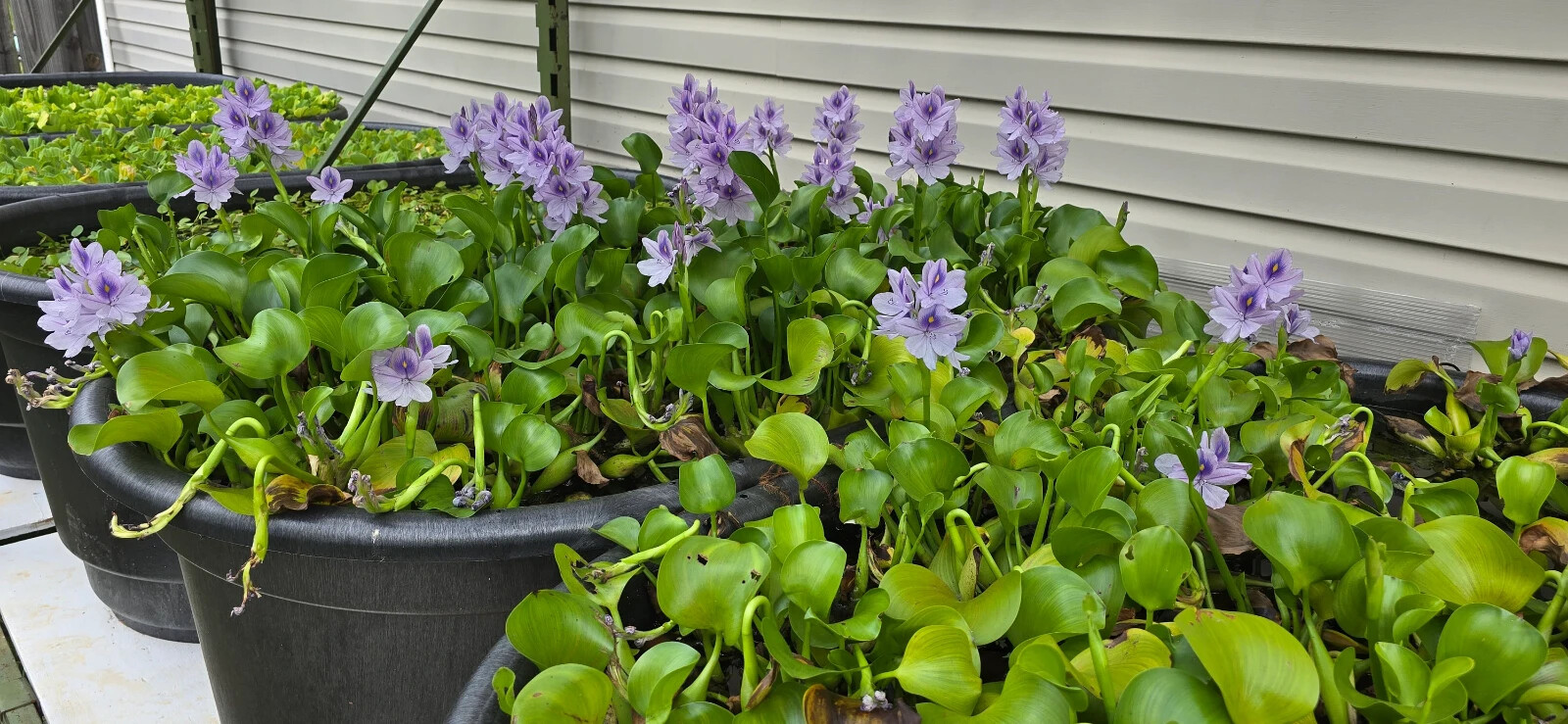 Water Hyacinth – ten medium/large 6-14″ plants – Aquatic Plant Great for ponds