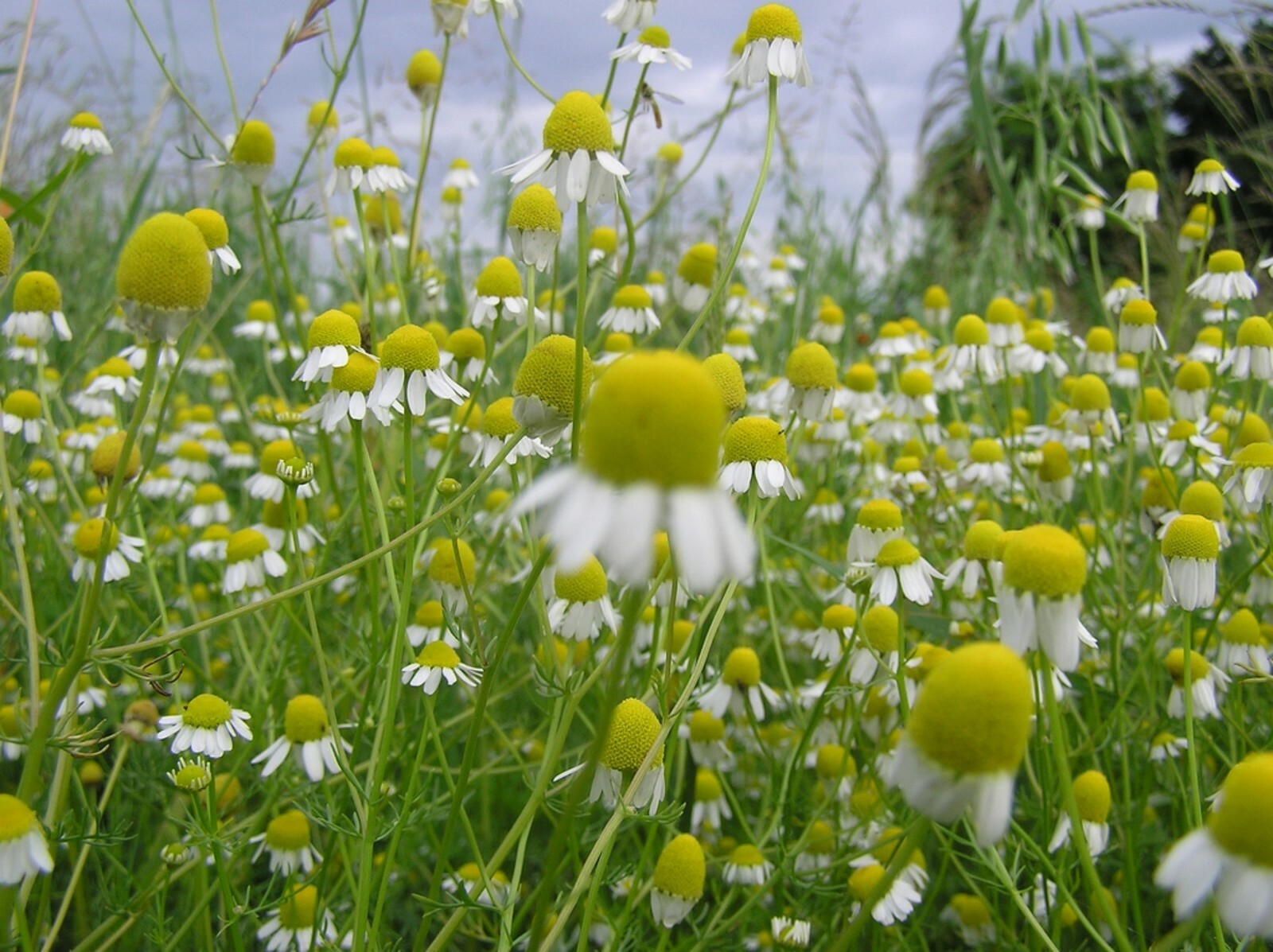 Chamomile Seeds- German- Herb- 500+ 2021 Seeds Great For Tea!