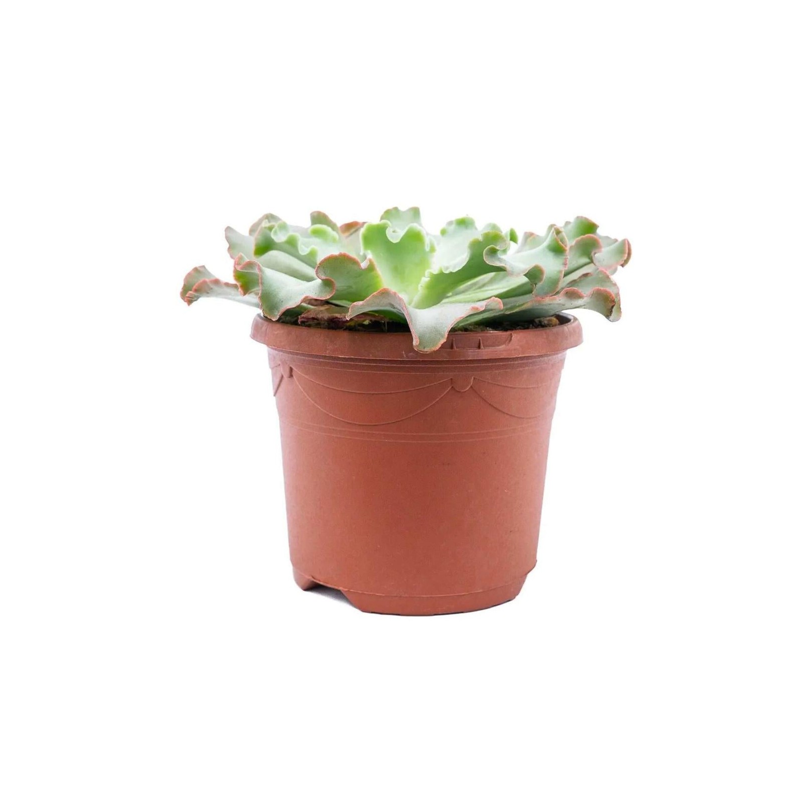 Echeveria Giant Blue