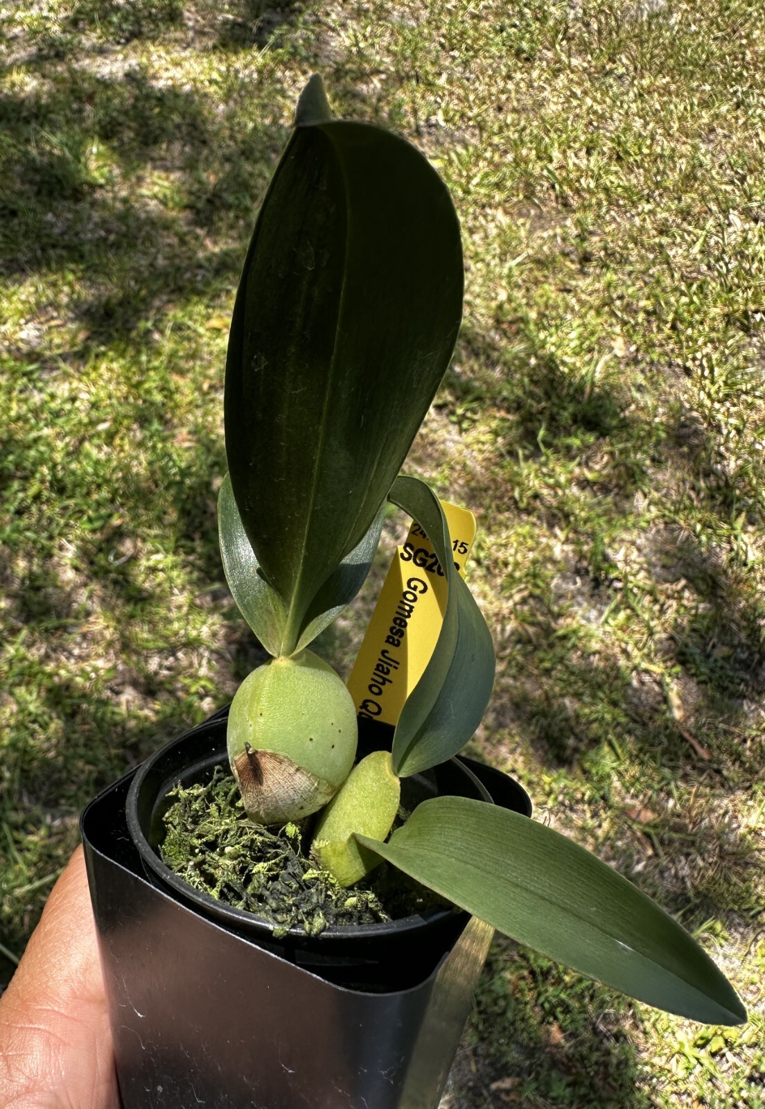 YELLOW/BLACK CONTRAST ONCIDIUM TYPE ORCHID HYBRID Jiaho Queen ‘Jiaho’ NBS plant