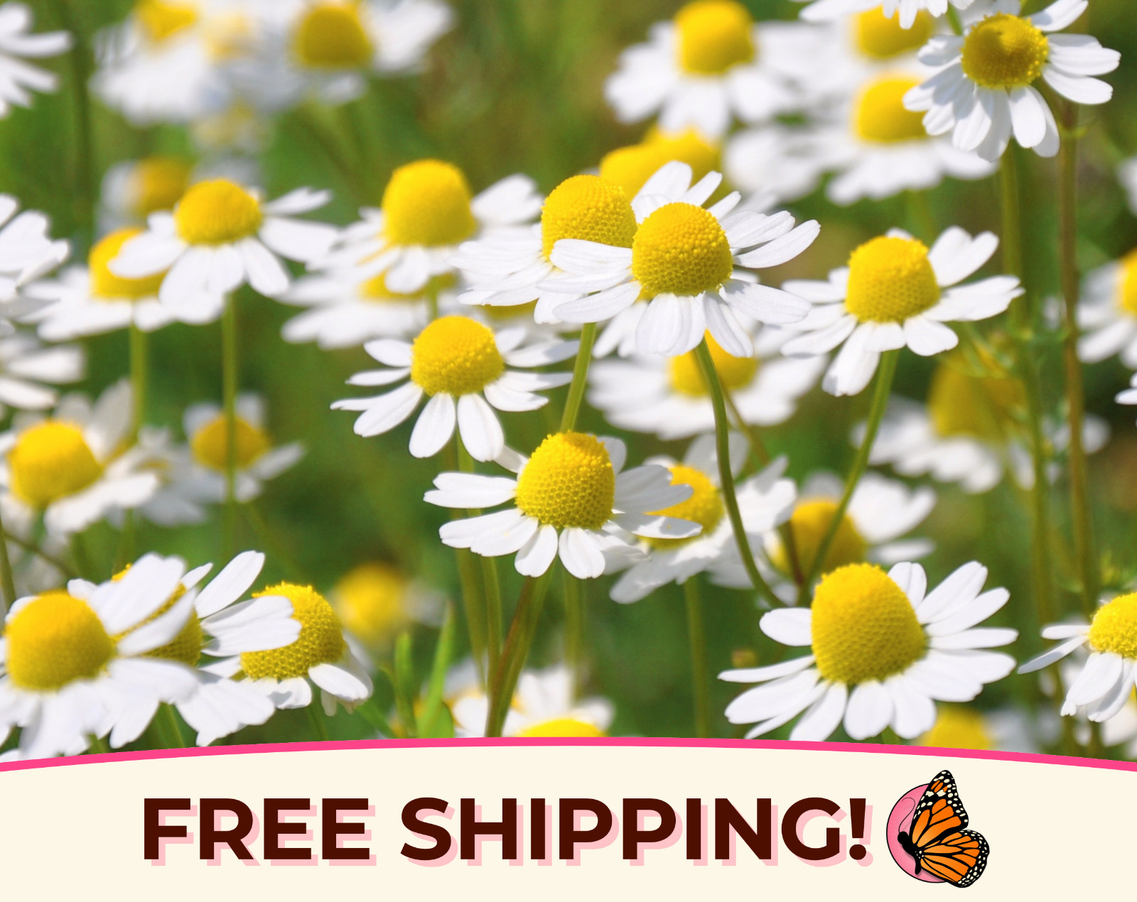 19400+ German Chamomile Seeds | Heirloom, Non-GMO, Flower Gardening, Herb Seed