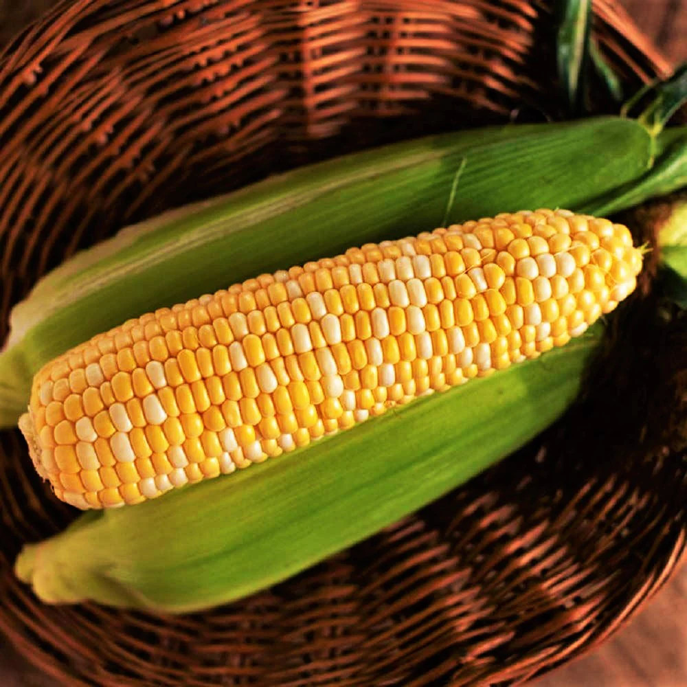 Ambrosia F1 Sweet Corn Seeds | Bicolor SE Untreated Hybrid NonGMO USA Seed 2024