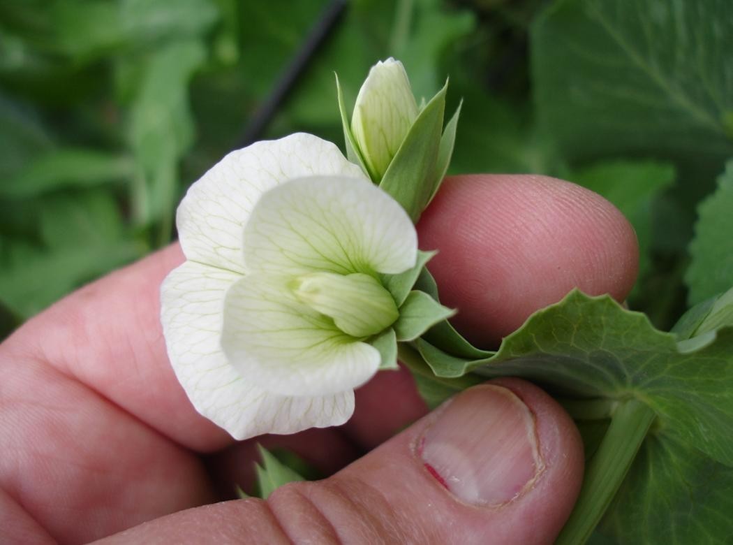 Blue Lake Bush Snap Bean Seeds, Heirloom Seeds – NON GMO, A kitchen favorite.