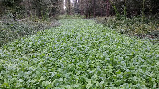 20LBS DEER GREENS PURPLE TOP TURNIP DAIKON RADISH RAPE SEED DEER FOOD PLOT SEED