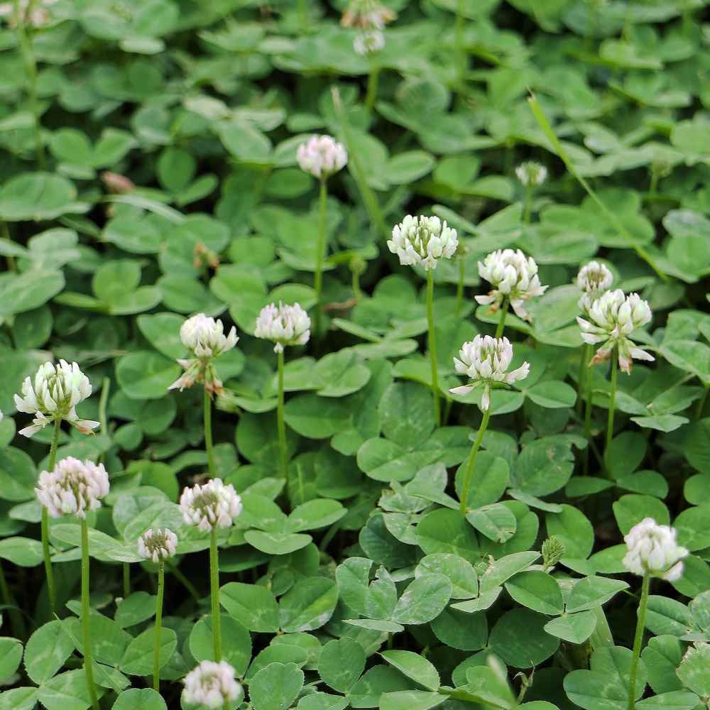 50 LBS Berseem Clover Seeds For Deer Food Plots, Cover Crops
