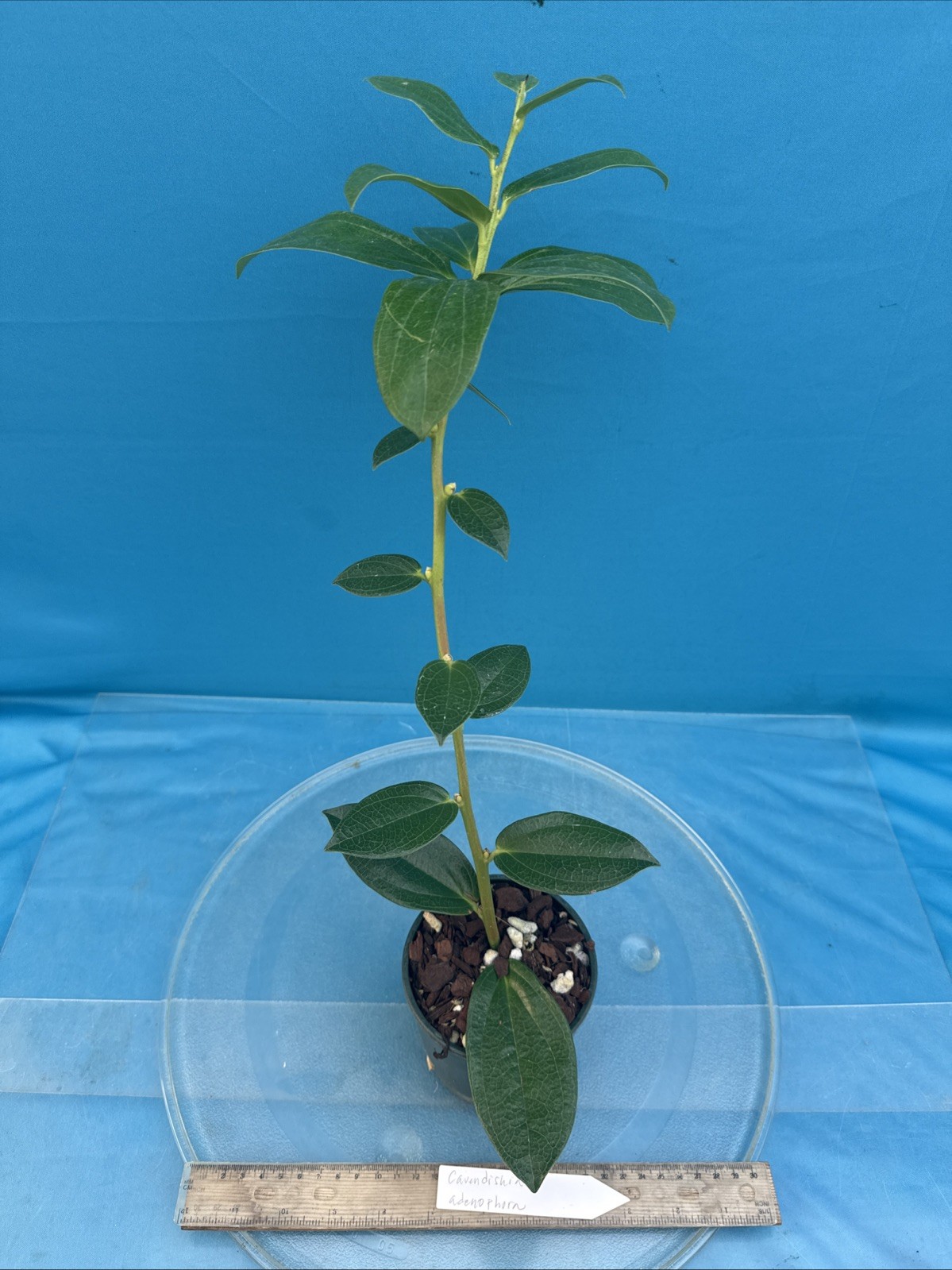 Cavendishia adenophora Pink BS Neotropical Ericaceae 4.5” Pot Tasty Berries