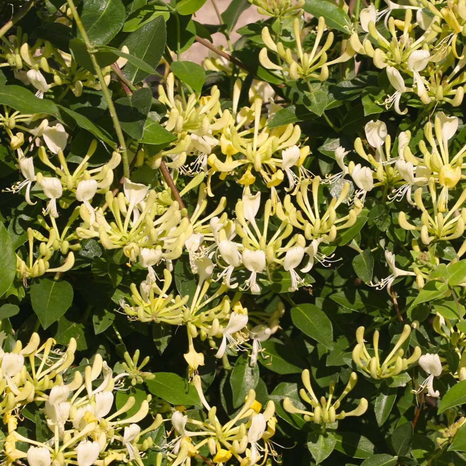 300+ Honeysuckle Seeds for Planting Honeysuckle Vine,Honeysuckle Flower for G…