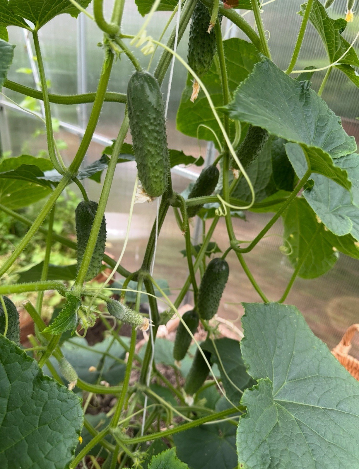 50 Seeds Cucumber Amour F1 ORIGINAL Bejo Zaden Netherlands семена огурец Amur