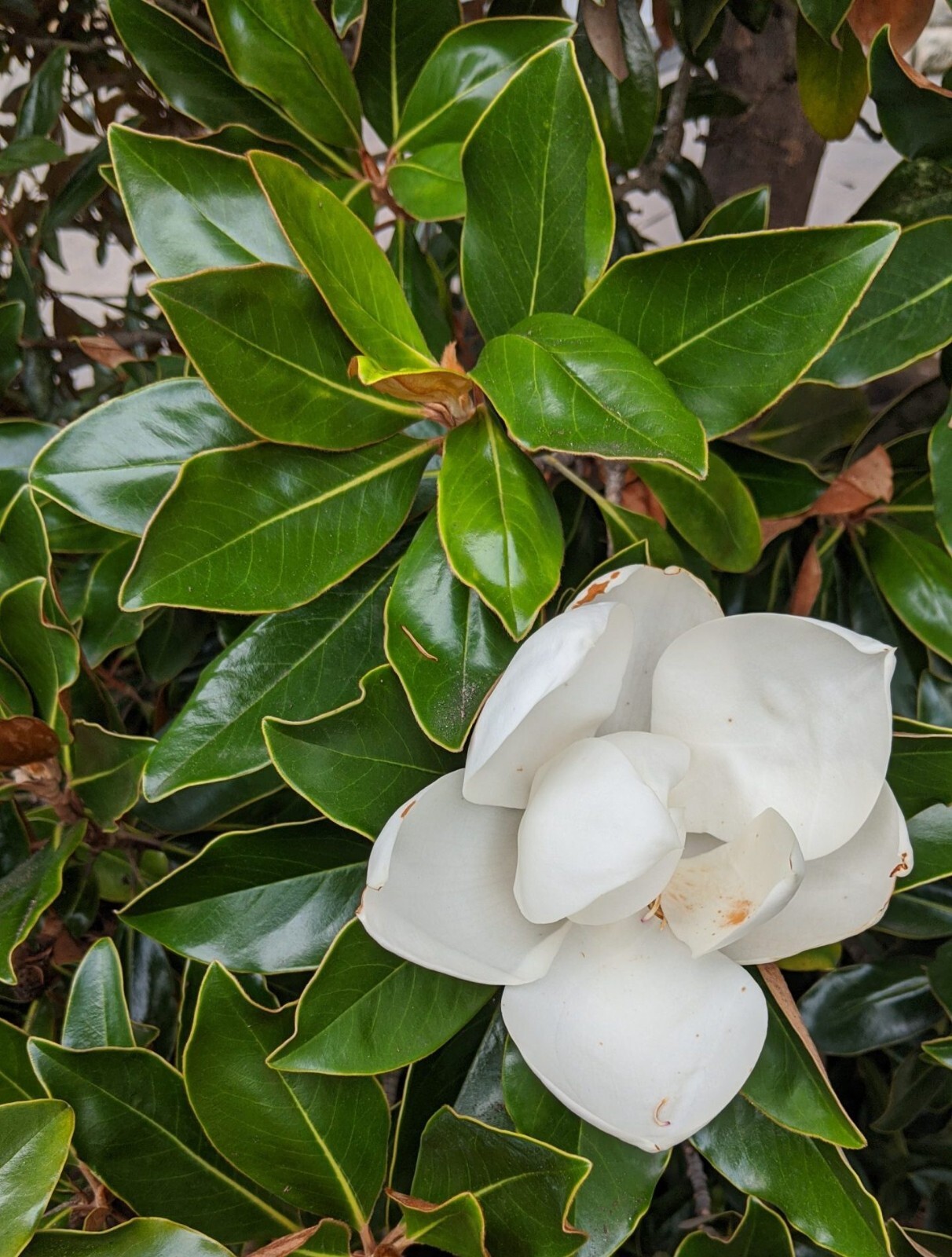 “‘Bracken’s Brown Beauty ” Southern Magnolia Tree~ 20-28 inch tall~Well Rooted