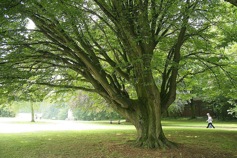 European Hornbeam, Carpinus betulus, Tree Seeds (Fall Color, Bonsai, Topiary)