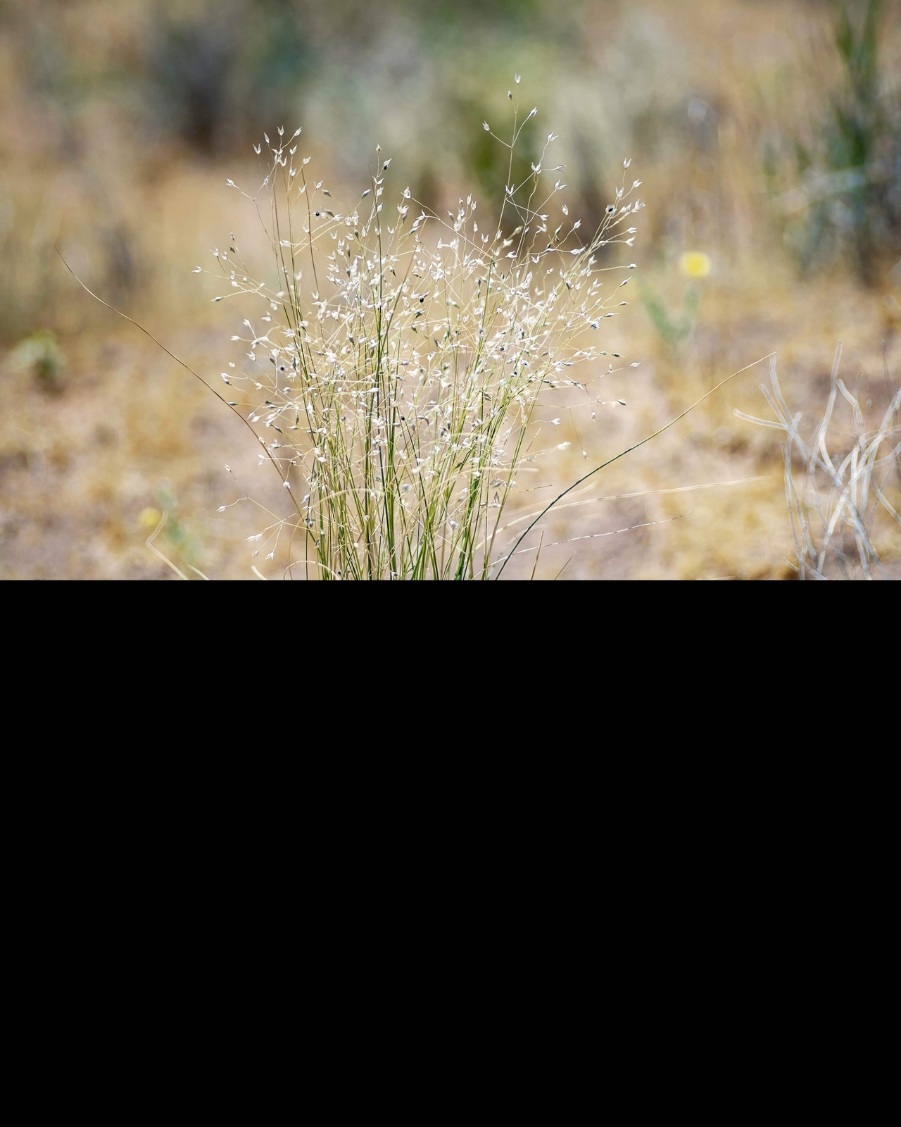 500 INDIAN RICEGRASS Nezpar Oryzopsis Hymenoides Sand Rice Grass Millet Seeds