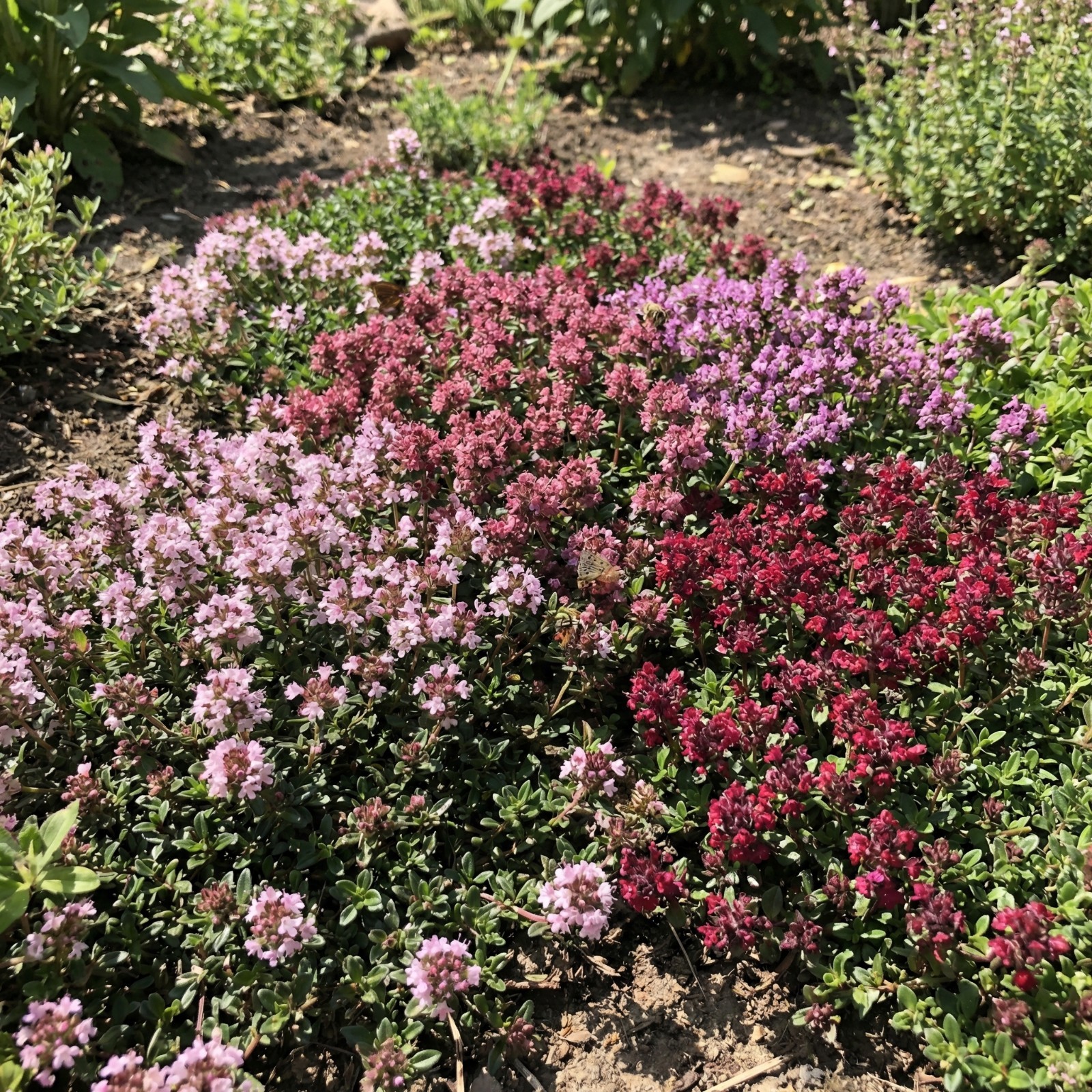 Creeping Thyme RED Groundcover Perennial Low HERB Fragrant USA Non-GMO 500 Seeds