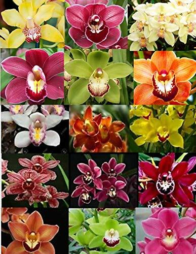 B25 – 4 Live Orchid choose (Cattleya, Oncidium, Vanda, Dendrobium,Phalaenop