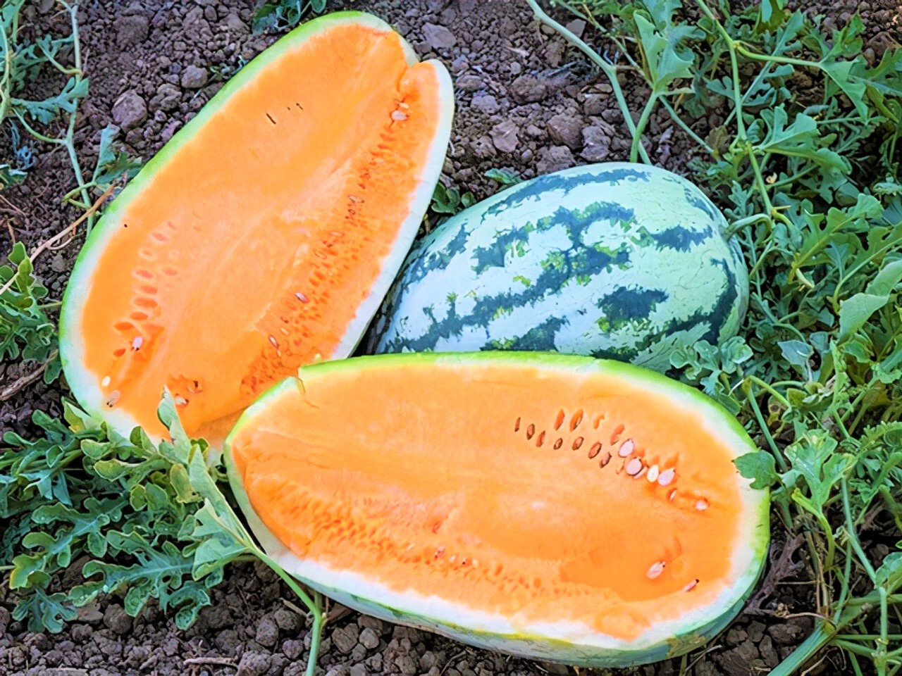 15 TENDERSWEET ORANGE WATERMELON FRESH FOR GARDENS