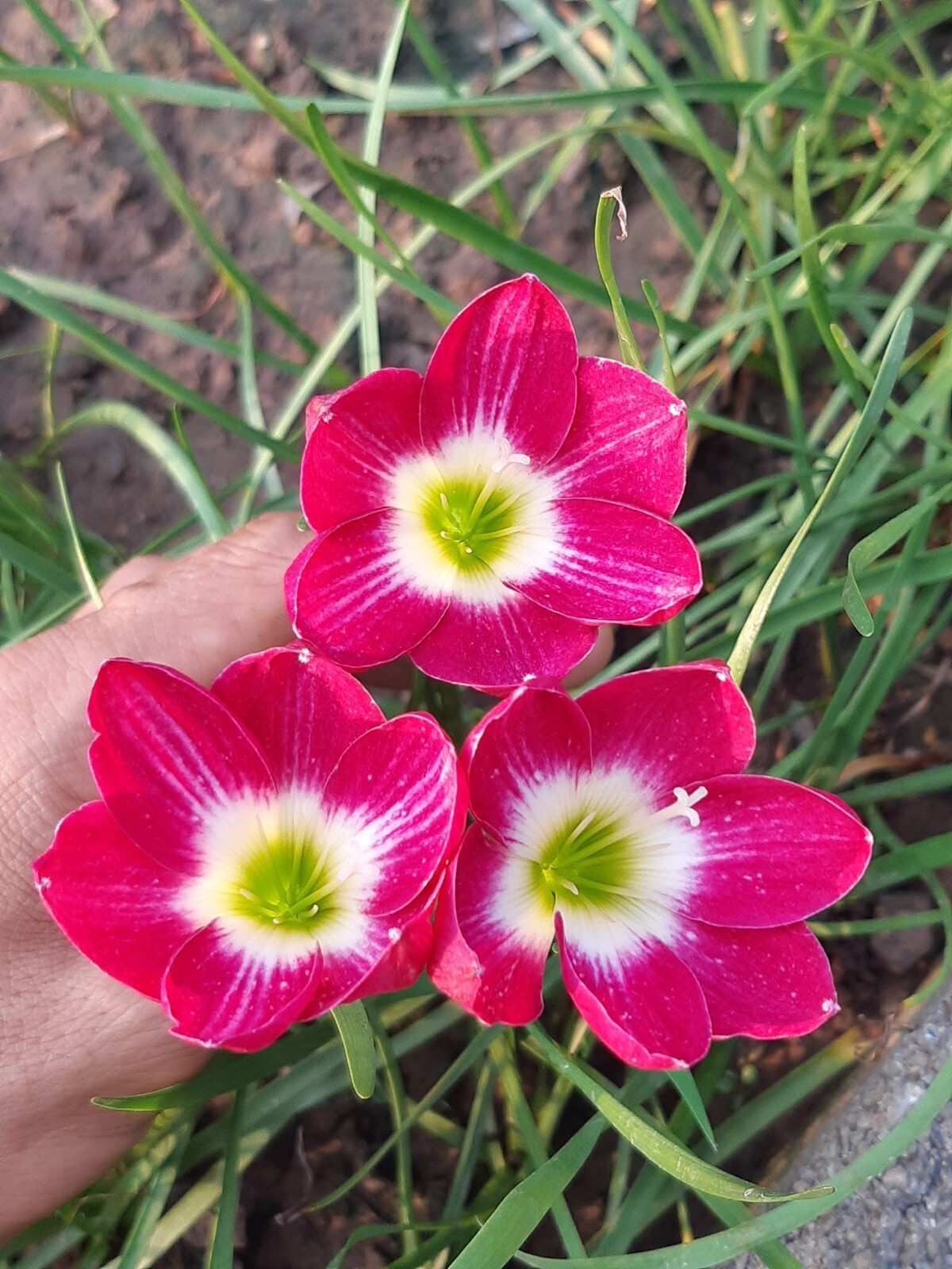 1 Z. Red Tulip Rain Lily Bulbs! Zephyranthes bulb