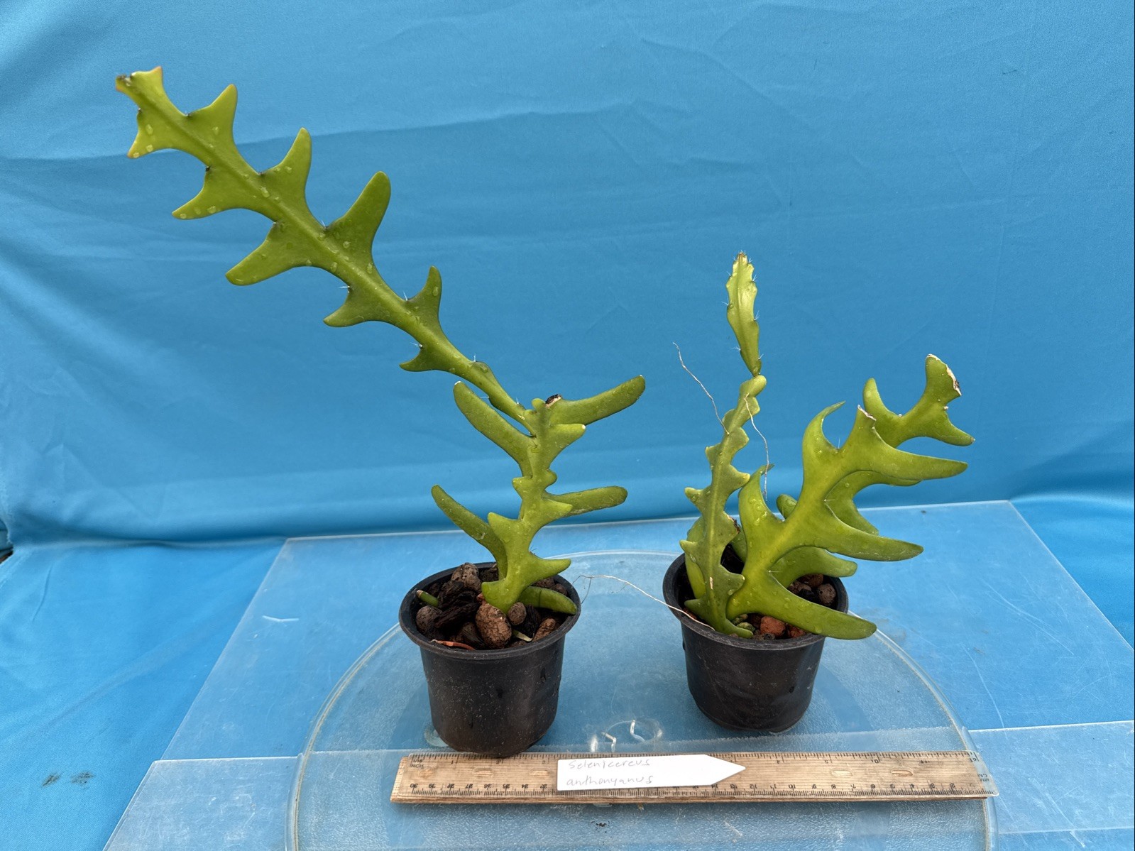 Selenicereus anthonyanus Red Pink White Rick-Rack Jungle Cactus Species 3” Pot