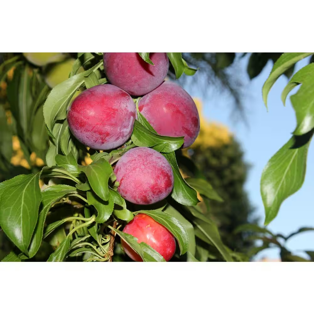Dwarf Santa Rosa Plum Tree Bare Root