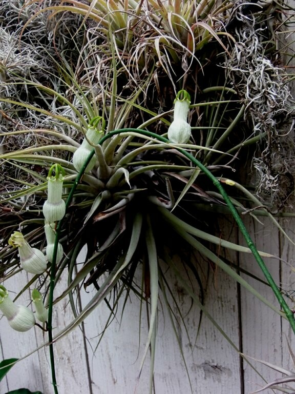 CEROPEGIA AMPLIATA or CONDOM FLOWER in a FLORAL EXPLOSION very easy rooting