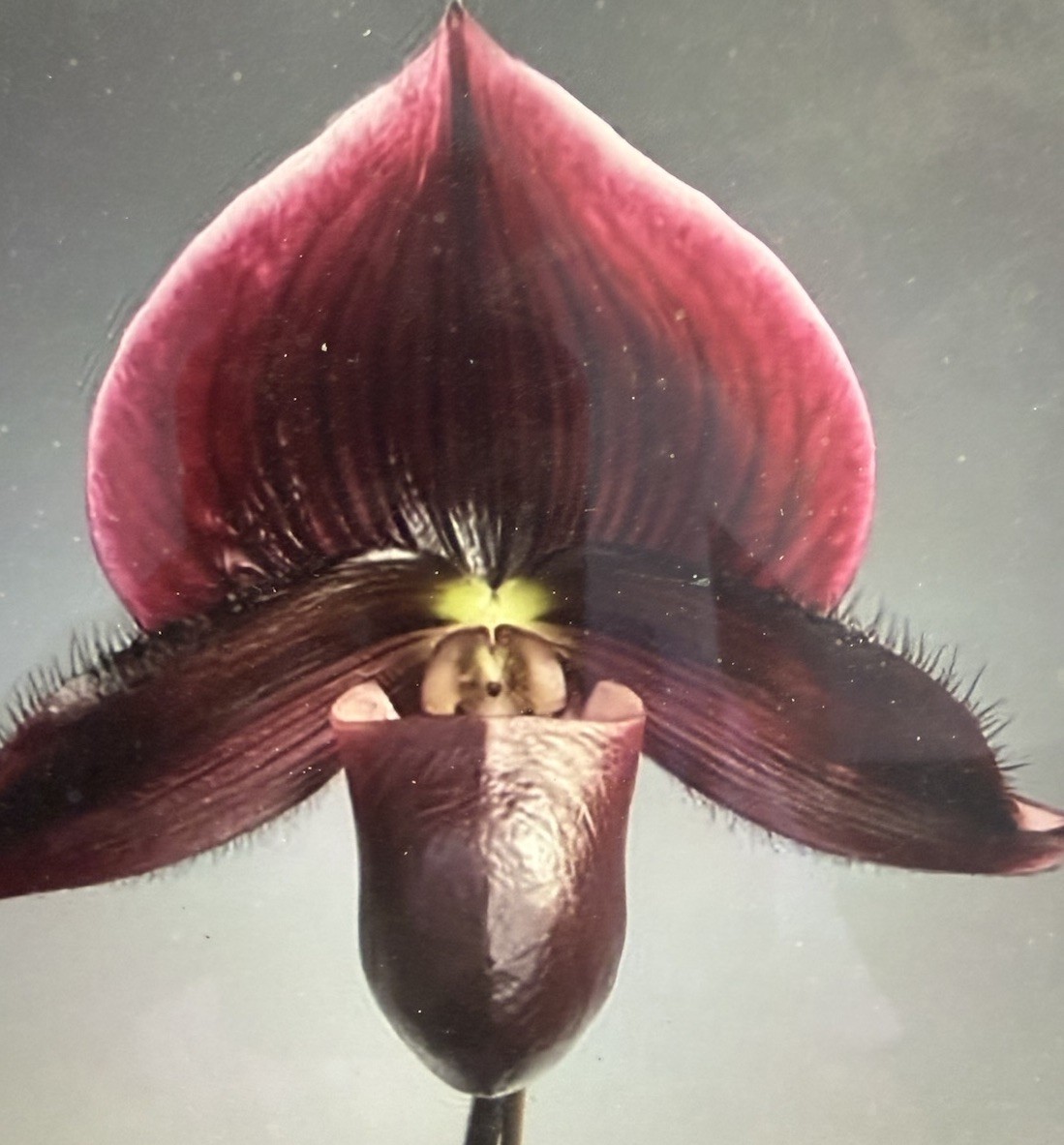 ORCHID PLANT Paph Green /White no bloom 2 in pot