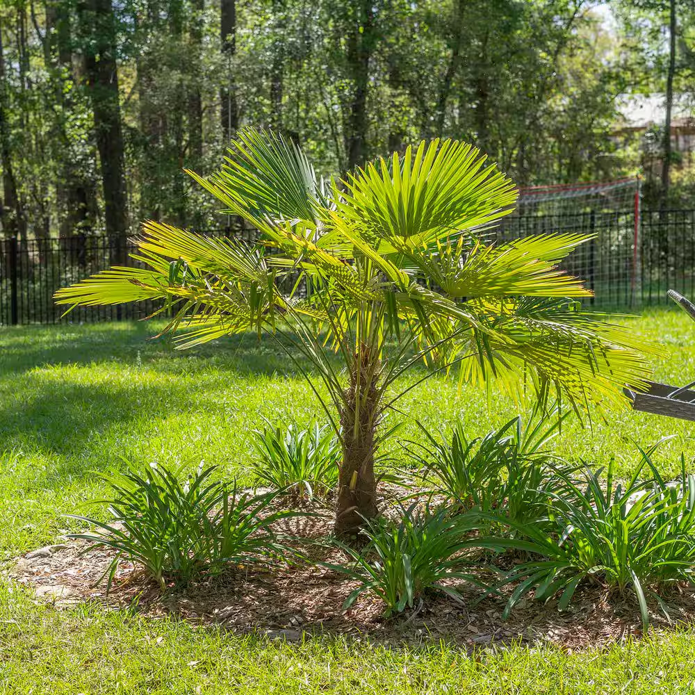 Windmill Palm Tree in 3 Gal. Grower’S Pot