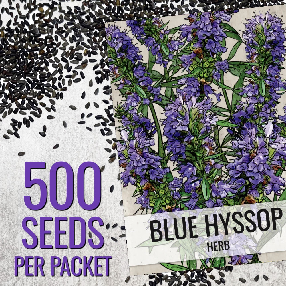 Hyssop Herb Seeds For Planting (Hyssopus officinalis)