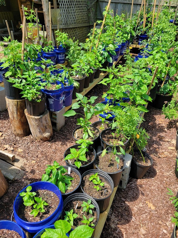 RED X Pepper Seeds Super Hot 1,000,000+ Scoville SHU Unique Creek
