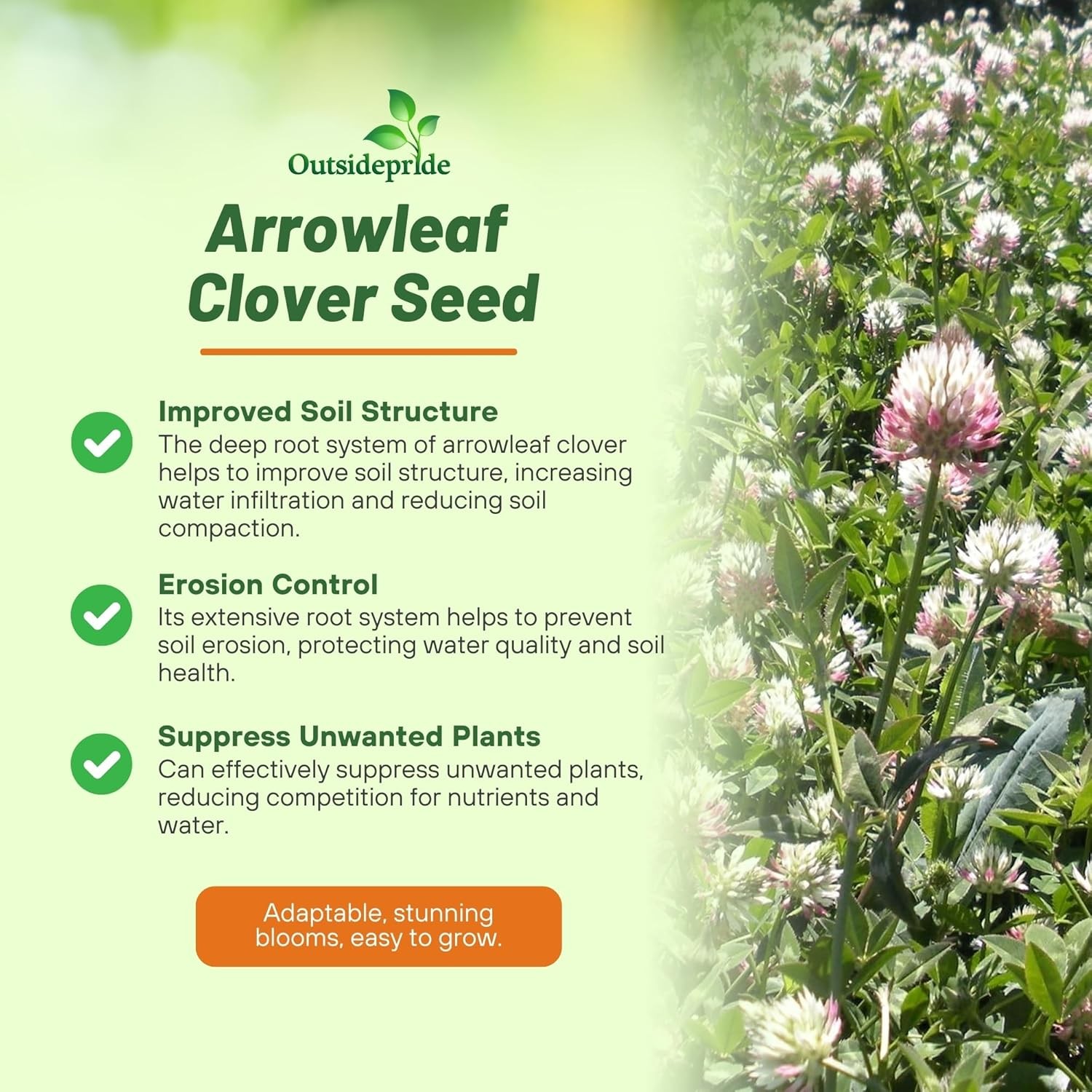 10 LBS – Inoculated Arrowleaf Clover Seeds – Trifolium Vesiculusom