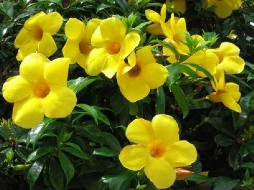 ~~BROWN BUD Allamanda~~Hendersonii Vine Plant Tropical Yellow Big Bell Flower