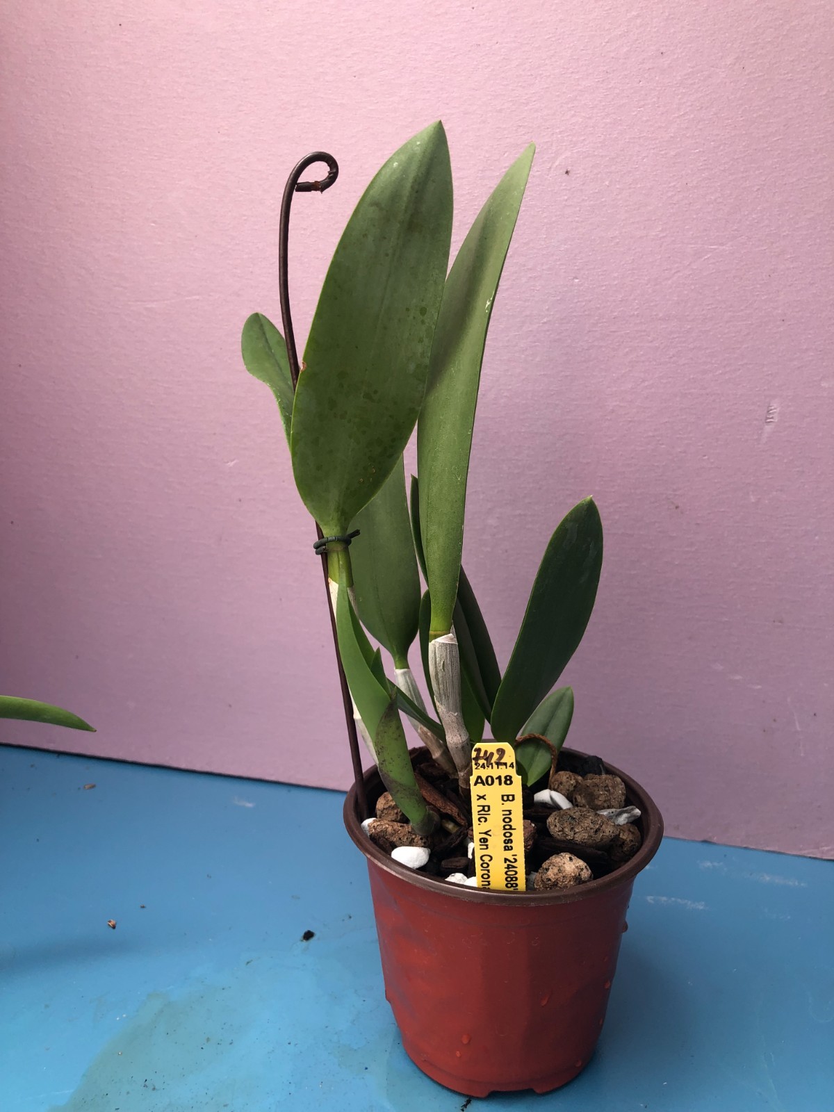(742) B.nodosa ‘224088’ x Rlc Yen Corona ‘Green Genie’ MS