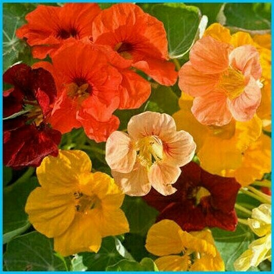 Tip Top Mix Dwarf Nasturtium Seeds You can eat the flowers – Comb.S/H