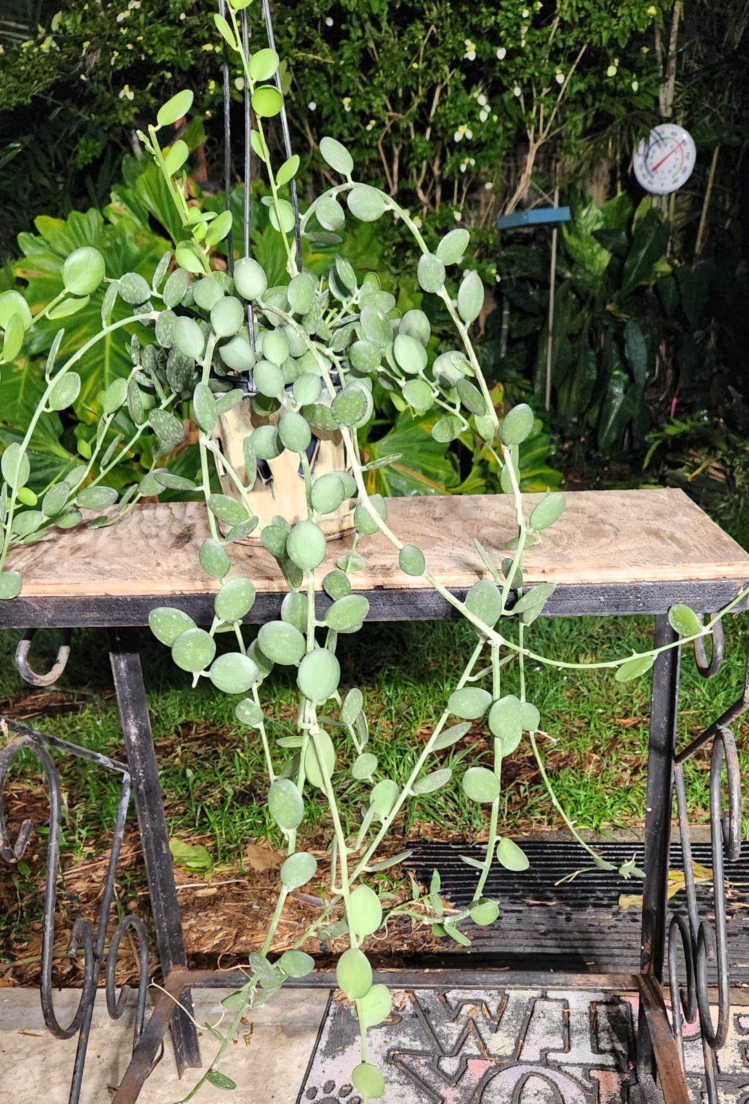 Xerosicyos danguyi Silver Dollar Vine Plant 5″ Pot 26″ Long 23″ Wide 11″ Tall