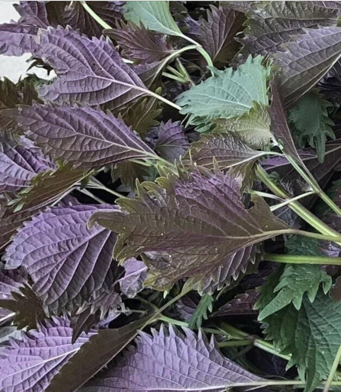 400 Shiso Seeds,Tía Tô, NON-GMO, Variety Sizes