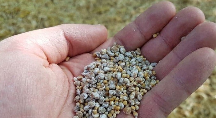 Shiitake mushroom “seeds” – 20 gr spores on dry seeds