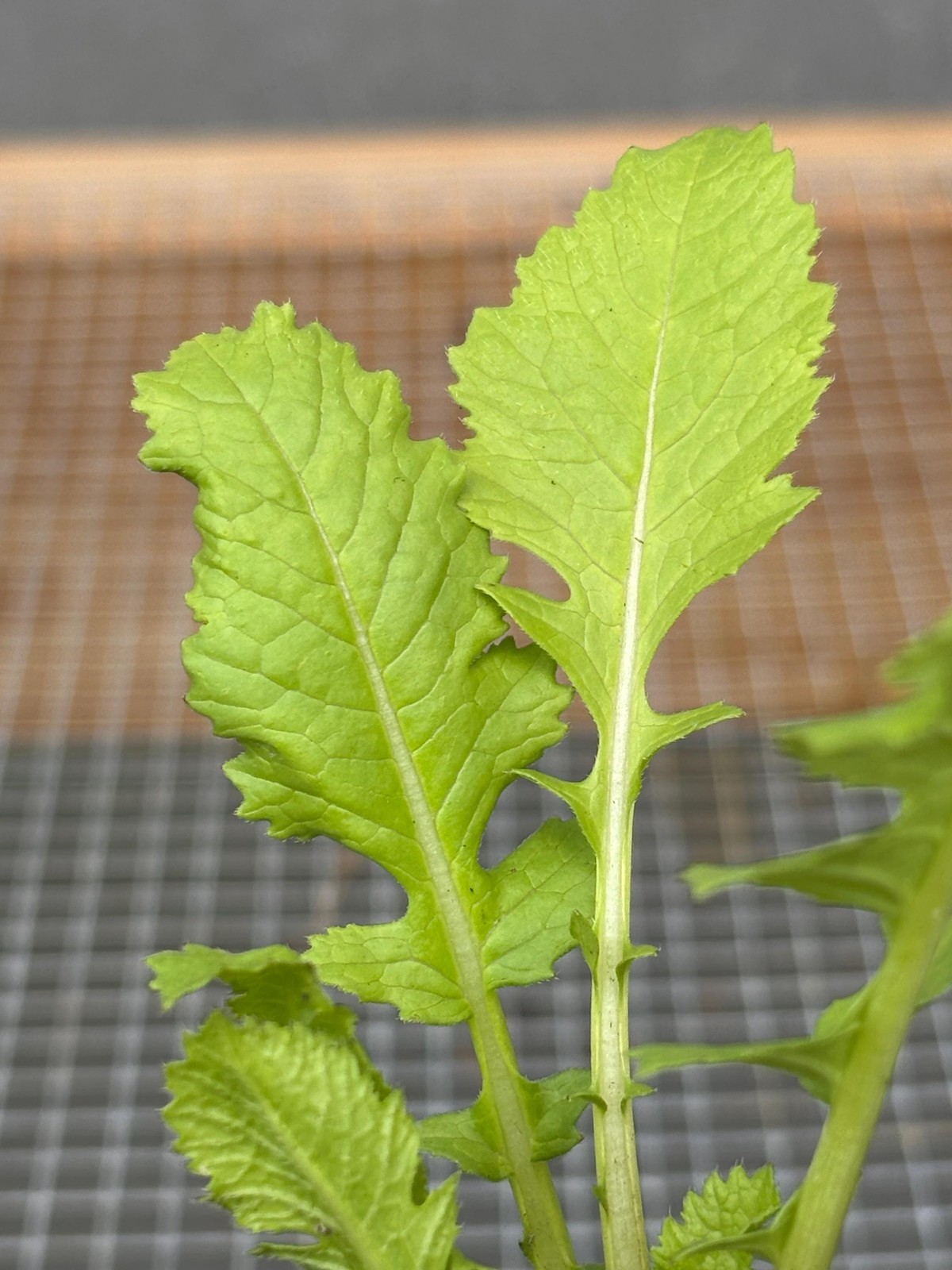 Radish Live Plant – Seedlings/Plugs and Plants – 3″- 12″ tall – 30-60+ days old
