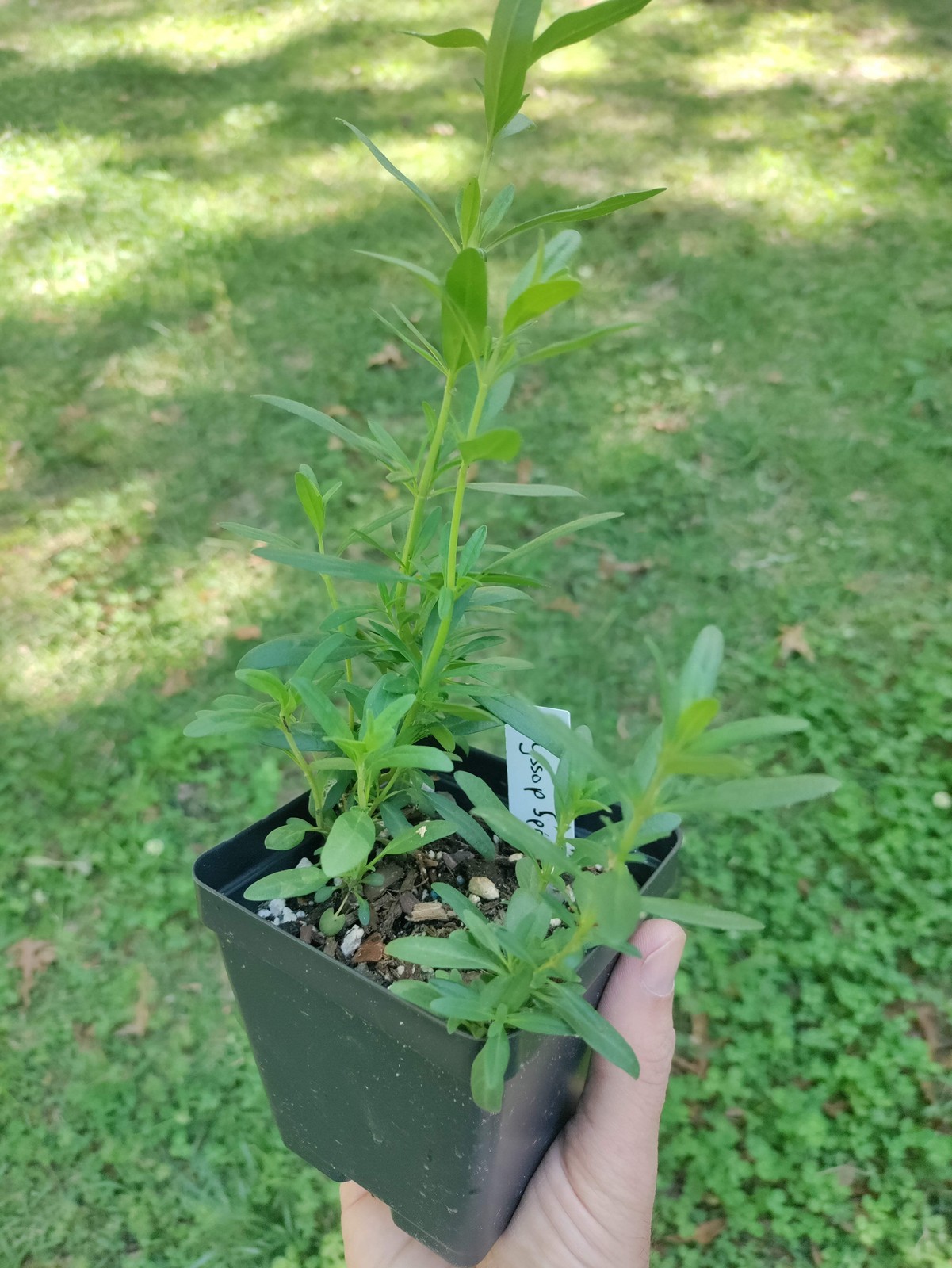 Hyssop ‘Sprite Blue’ plant 3.25″ pot – Hyssopus Officinalis