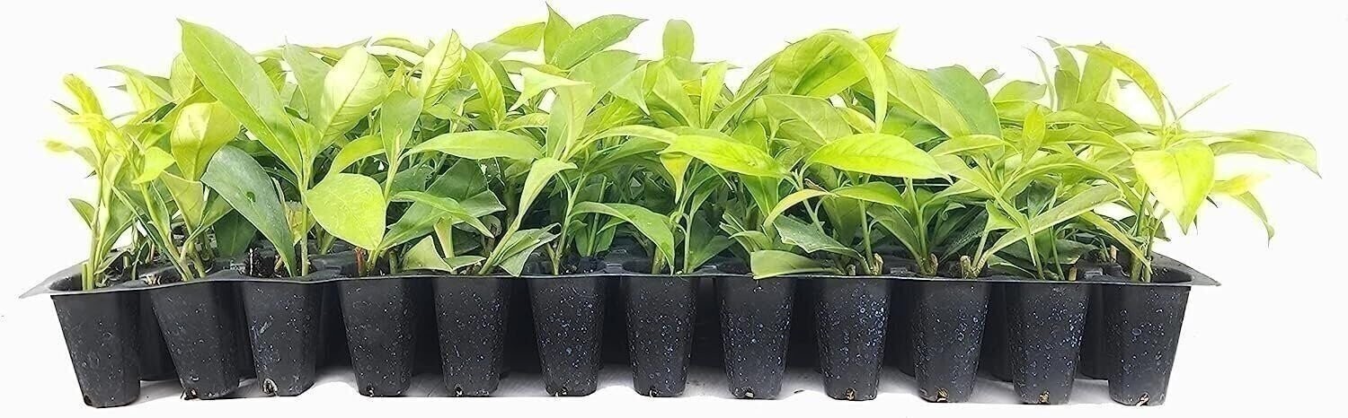 Yesterday Today Tomorrow | 2 Inch | Brunfelsia pauciflora | Low Maintenance